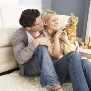 Како да се содржи маче или возрасна мачка во станот: правила за чување на мачки дома